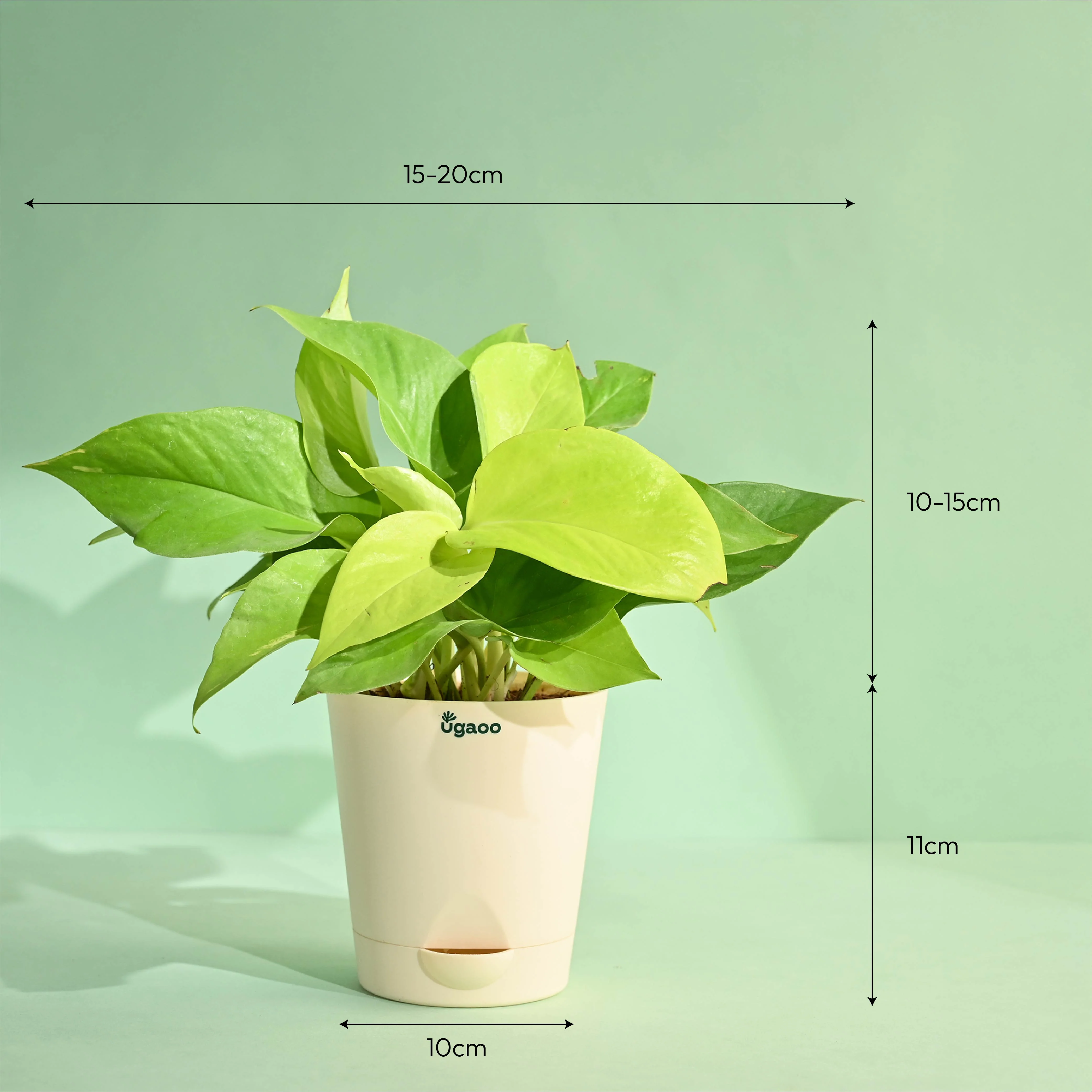 Golden Money Plant - Mother's Day Gift - Image 4
