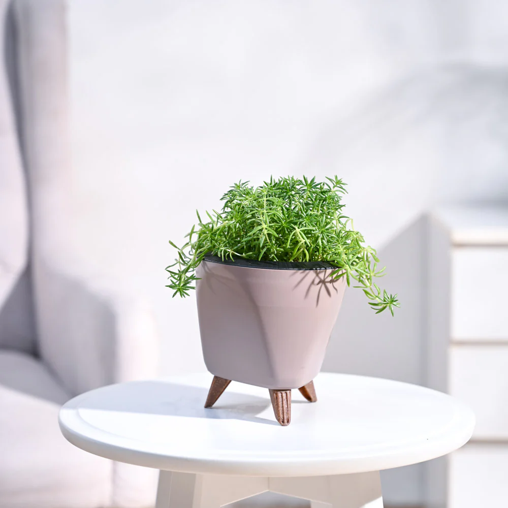 Golden Sedum Plant