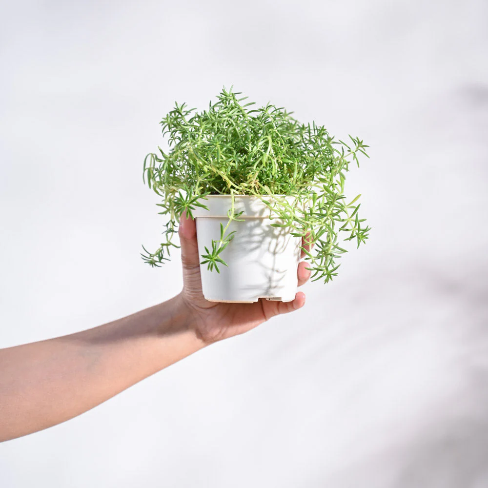 Golden Sedum Plant - Image 107