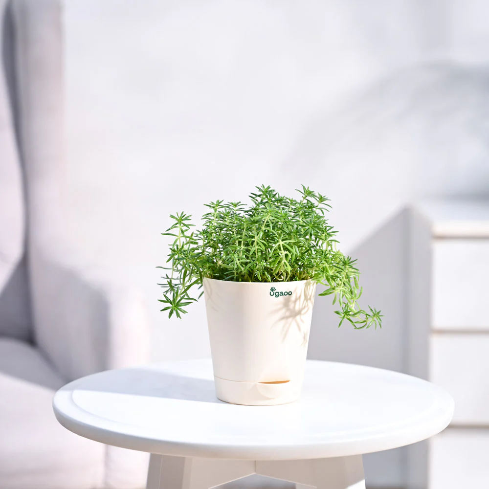 Golden Sedum Plant - Image 12