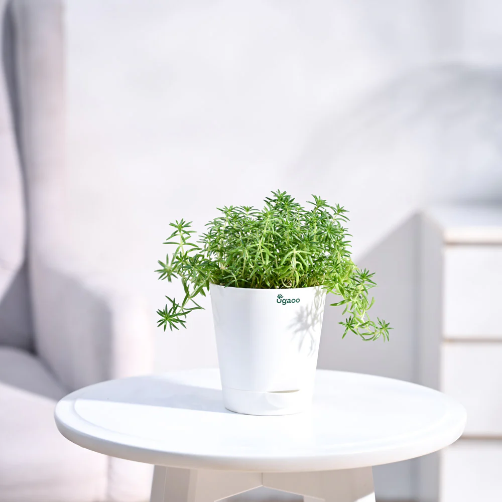 Golden Sedum Plant - Image 15