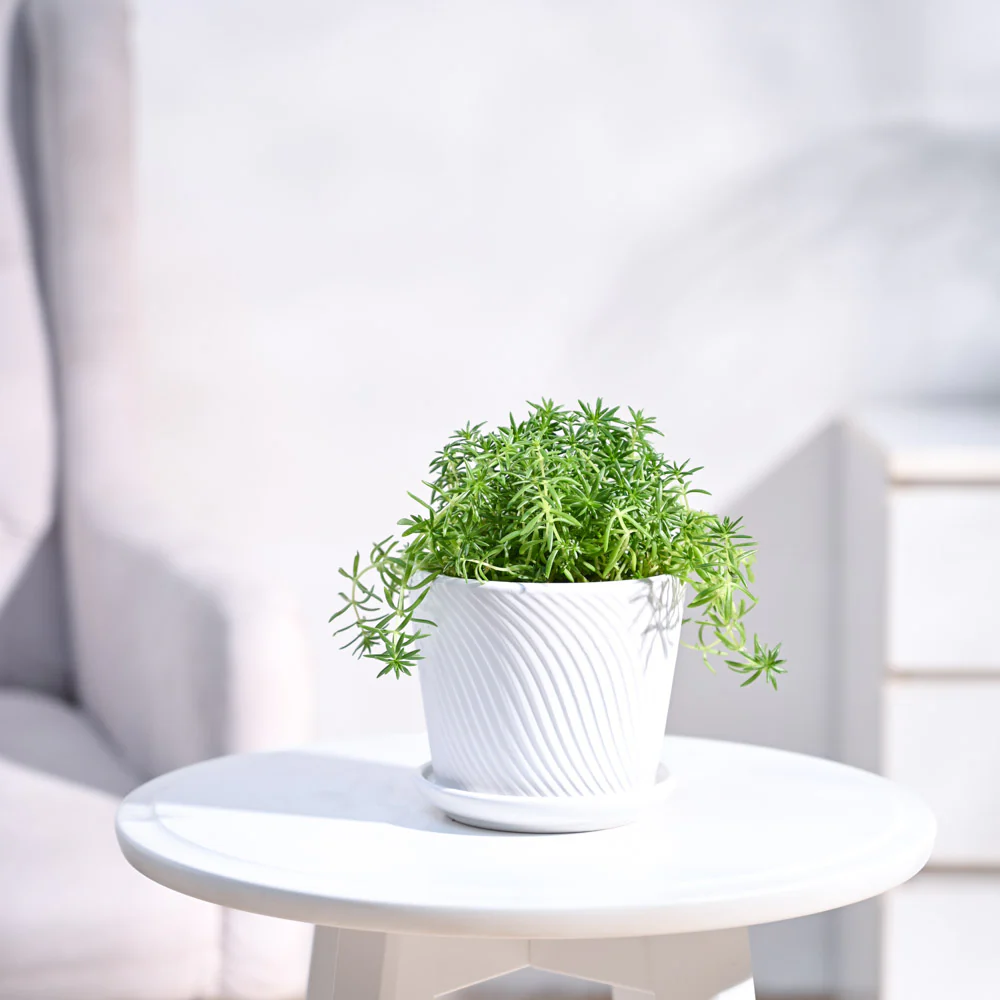 Golden Sedum Plant - Image 23