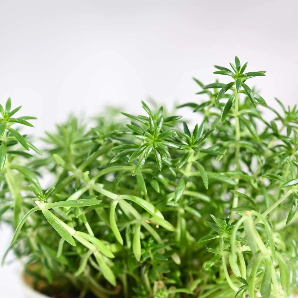 Golden Sedum Plant - Image 38