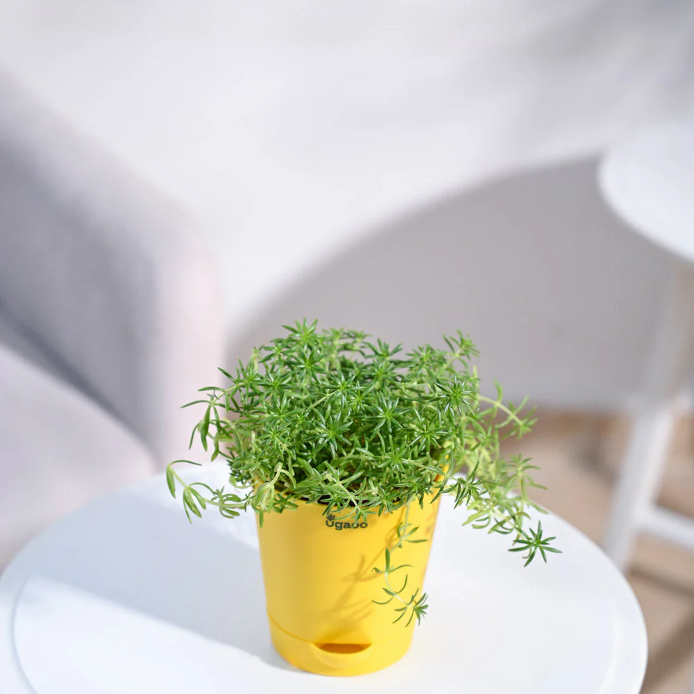 Golden Sedum Plant - Image 96