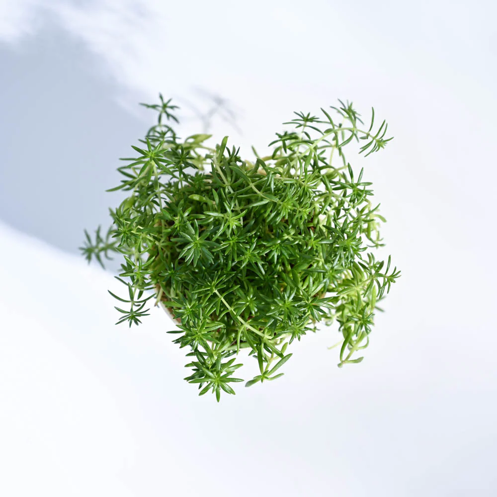 Golden Sedum Plant - Image 98