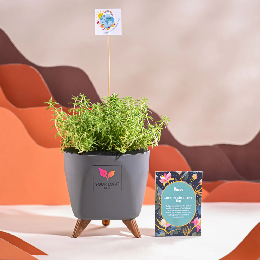Golden Sedum Plant For Environment Day Gifting - Image 43