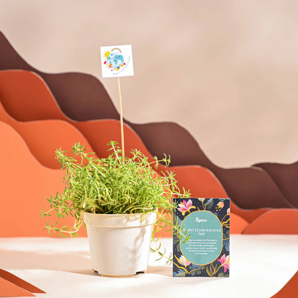 Golden Sedum Plant For Environment Day Gifting - Image 68