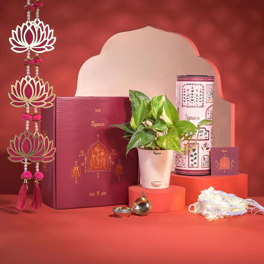 Good Vibes Diwali Gift Hamper - Image 9