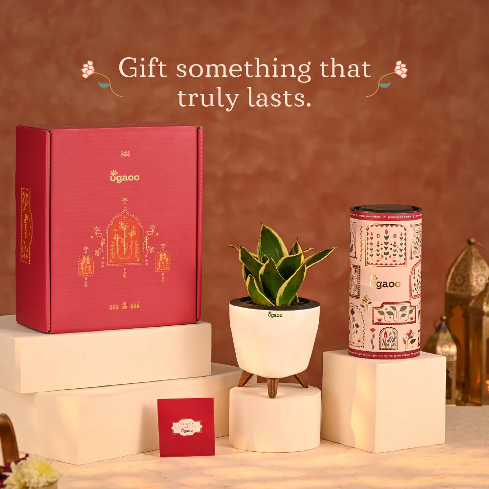 Grace in Gold - Corporate Diwali Gift - Image 13