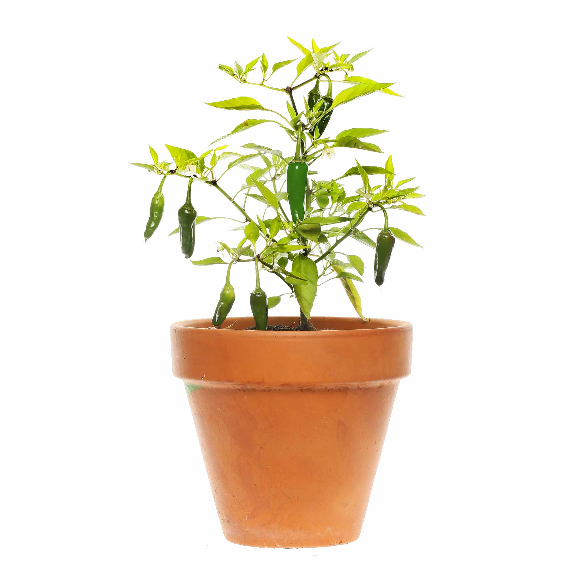 Green Chilli Seeds - Image 9
