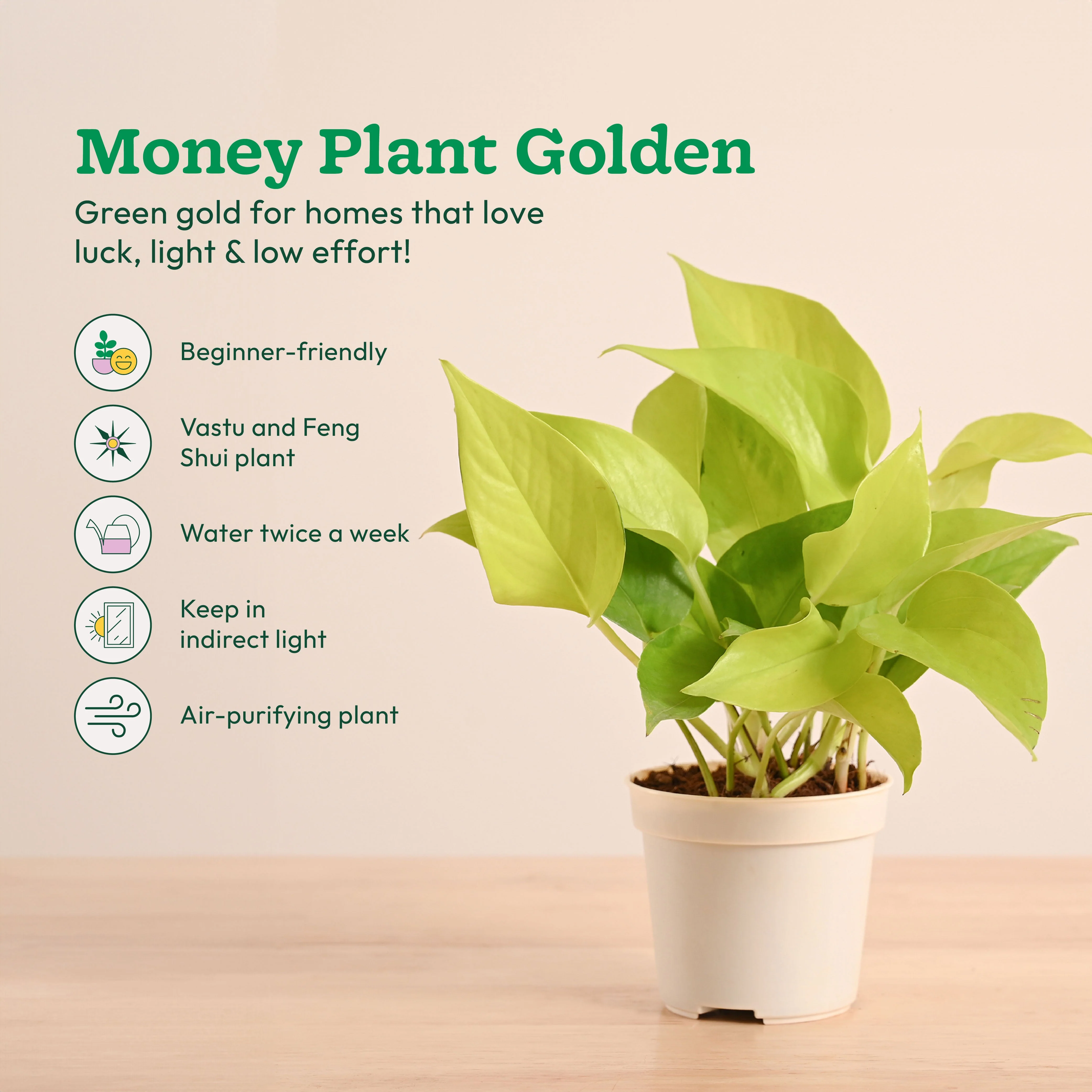 Live Indoor Plant Collection (Set of 4): Low Maintenance Plants - Image 5