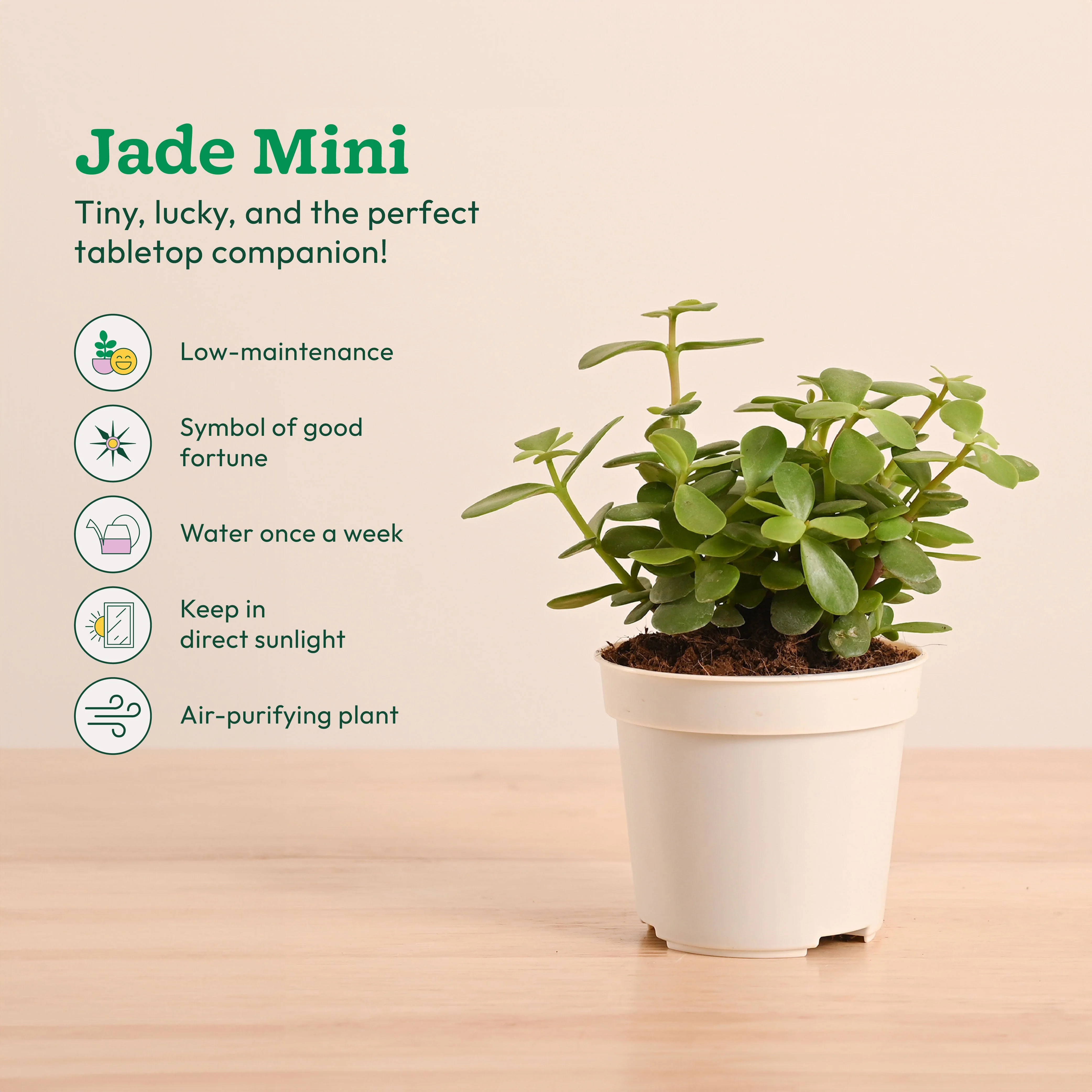 Live Indoor Plant Collection (Set of 4): Low Maintenance Plants - Image 6