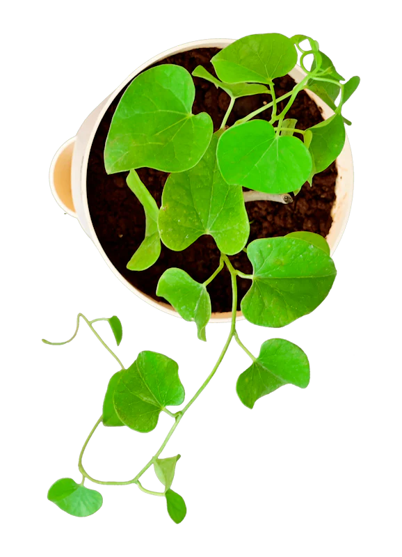 Gulvel Plant - Image 3