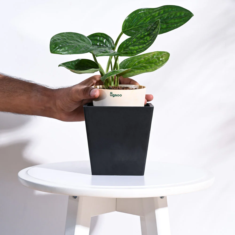 Hague Planter - Image 16