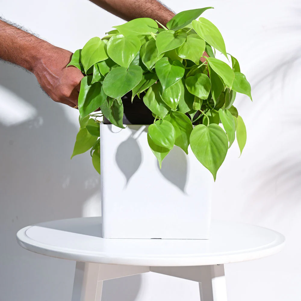 Hague Planter - Image 21