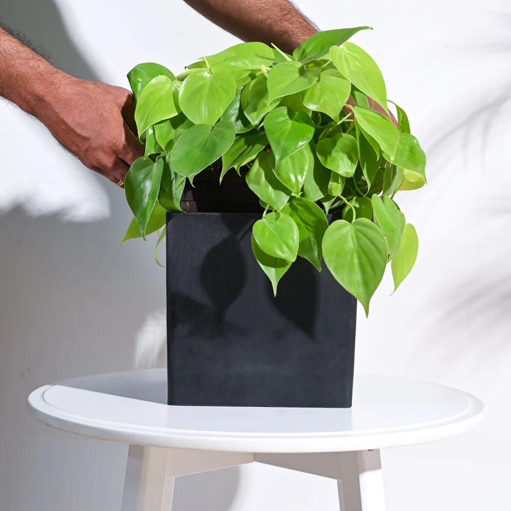 Hague Planter - Image 30
