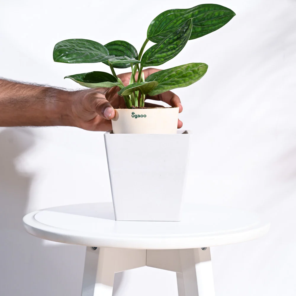 Hague Planter - Image 6