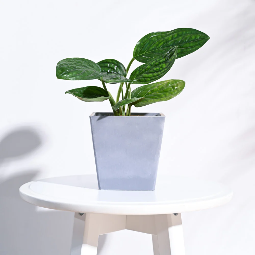 Hague Planter - Image 7