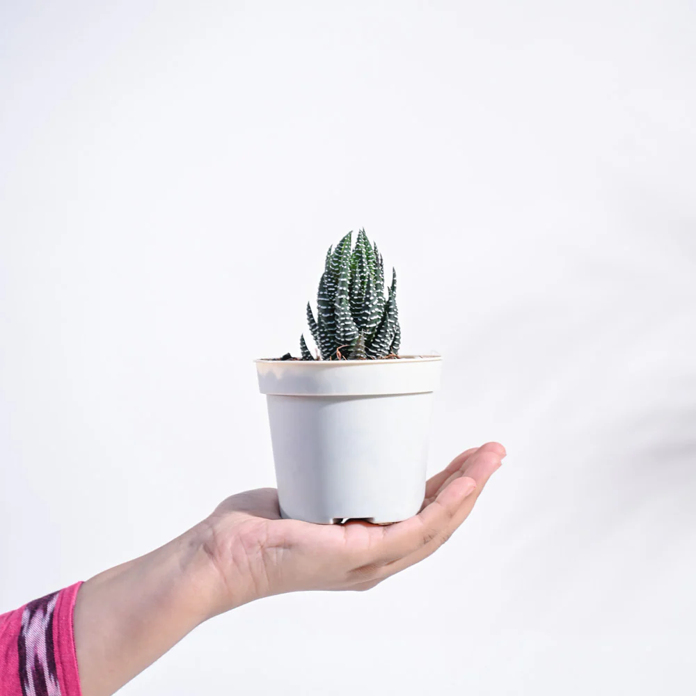 Haworthia Coarctata Plant - Image 20