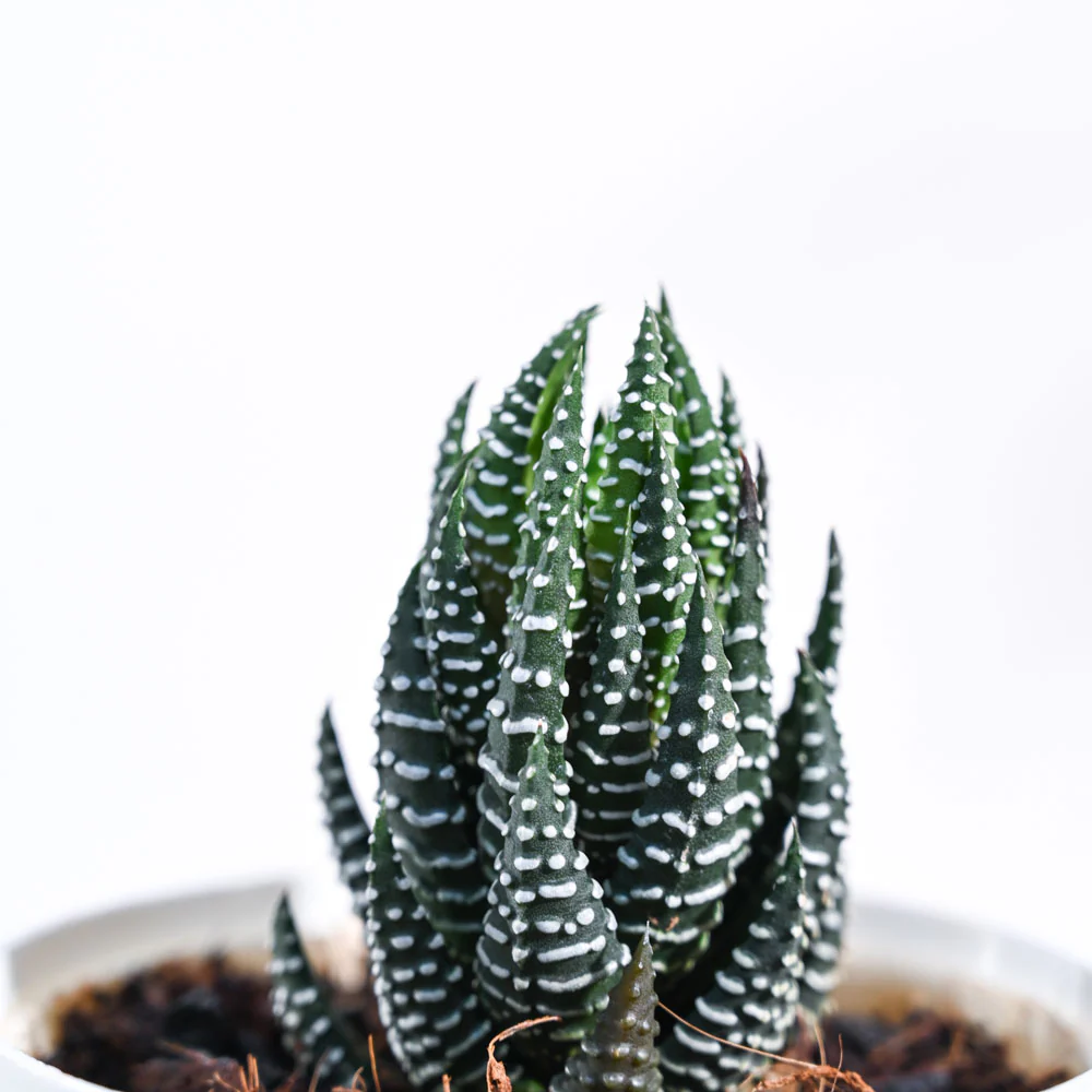 Haworthia Coarctata Plant - Image 25