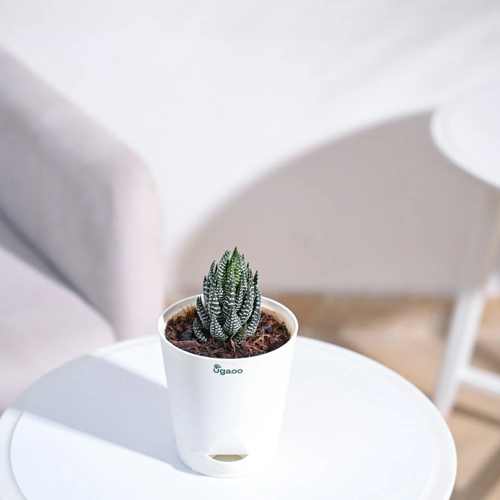 Haworthia Coarctata Plant - Image 5