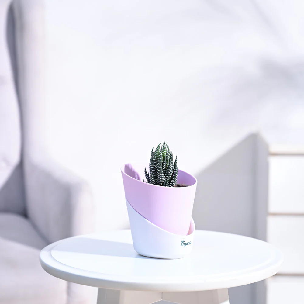 Haworthia Coarctata Plant - Image 67