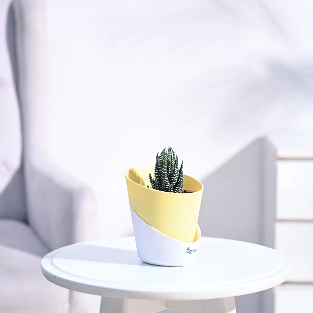 Haworthia Coarctata Plant - Image 80