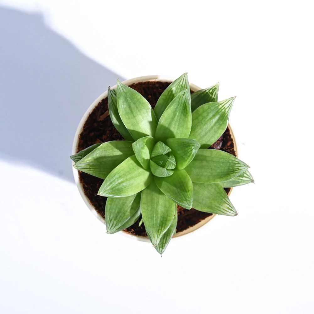 Haworthia Cooperi Fleshy For Environment Day Gifting - Image 25