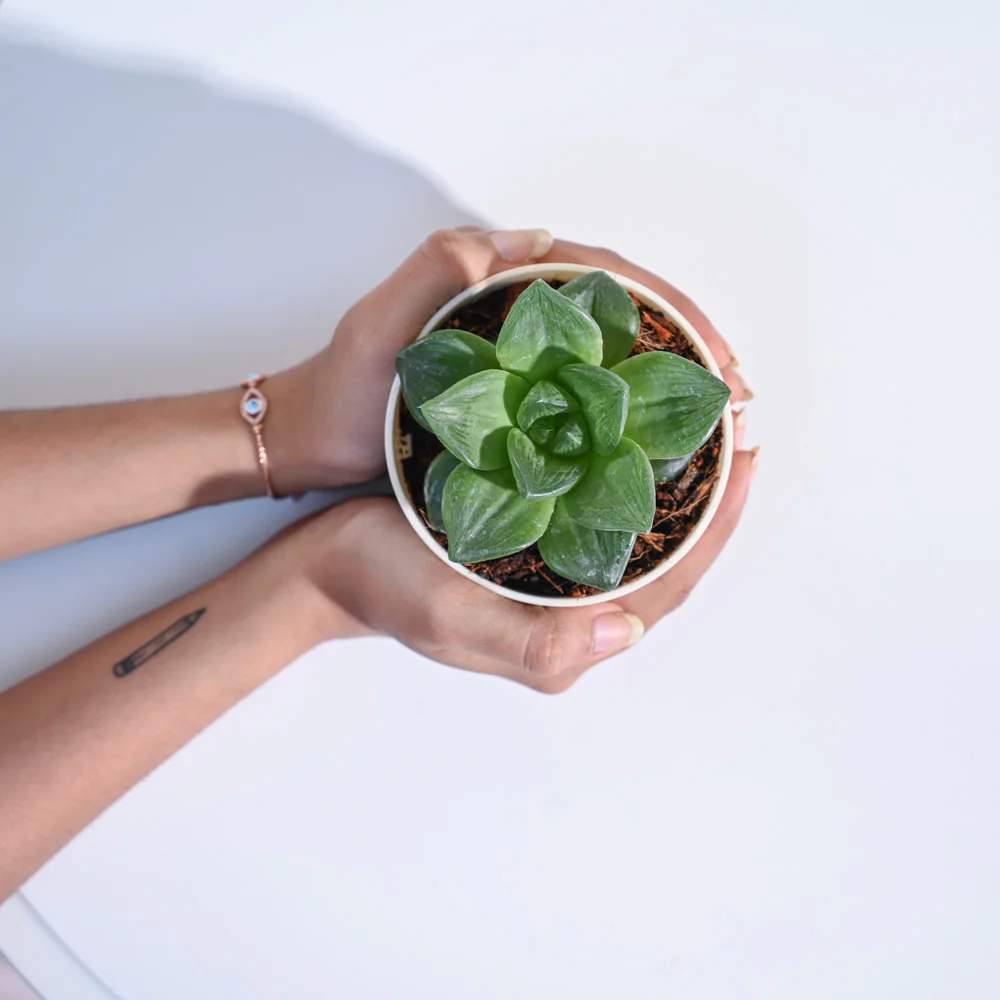Haworthia Cymbiformis Plant - Image 48