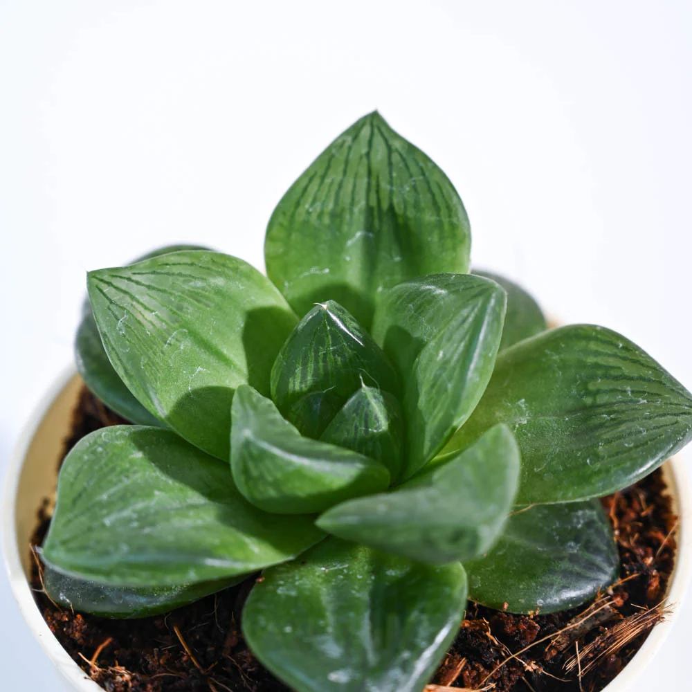 Haworthia Cymbiformis Plant - Image 62