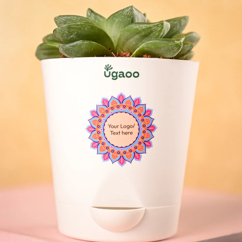 Haworthia Cymbiformis Plant and Nutki Snacks Diwali Gift Hamper - Image 3