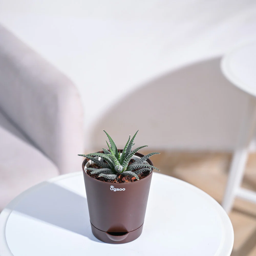 Haworthia Fasciata Plant - Image 115