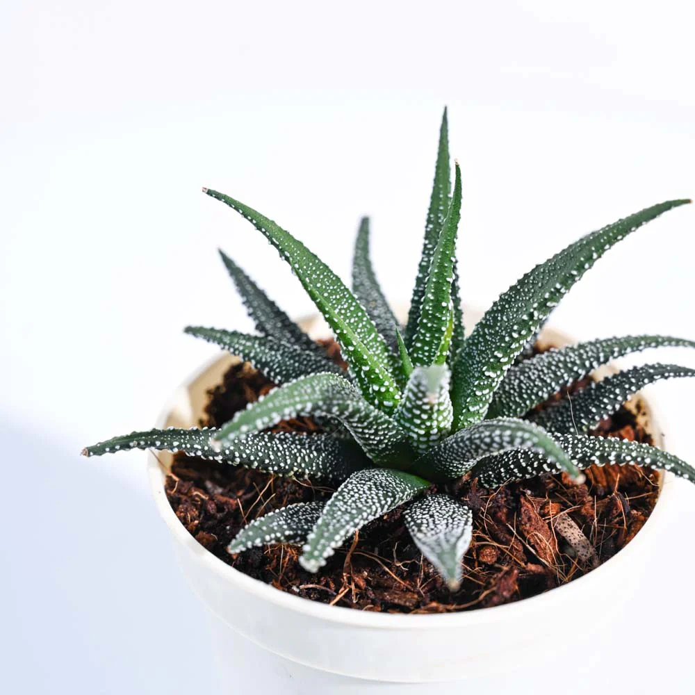Haworthia Fasciata Plant - Image 117