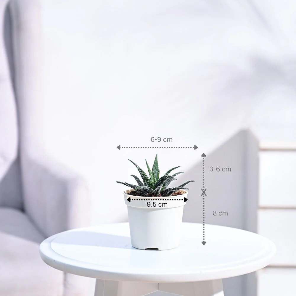 Haworthia Fasciata Plant - Image 124