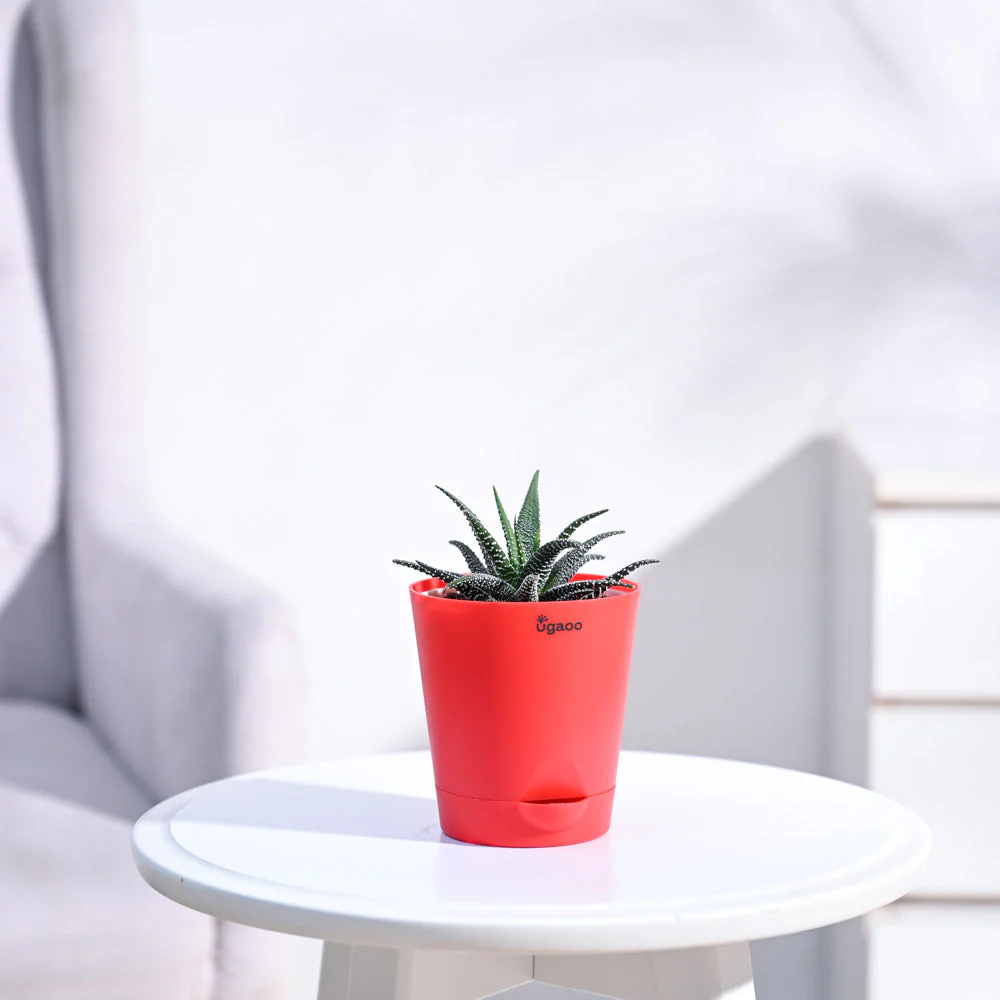 Haworthia Fasciata Plant - Image 15