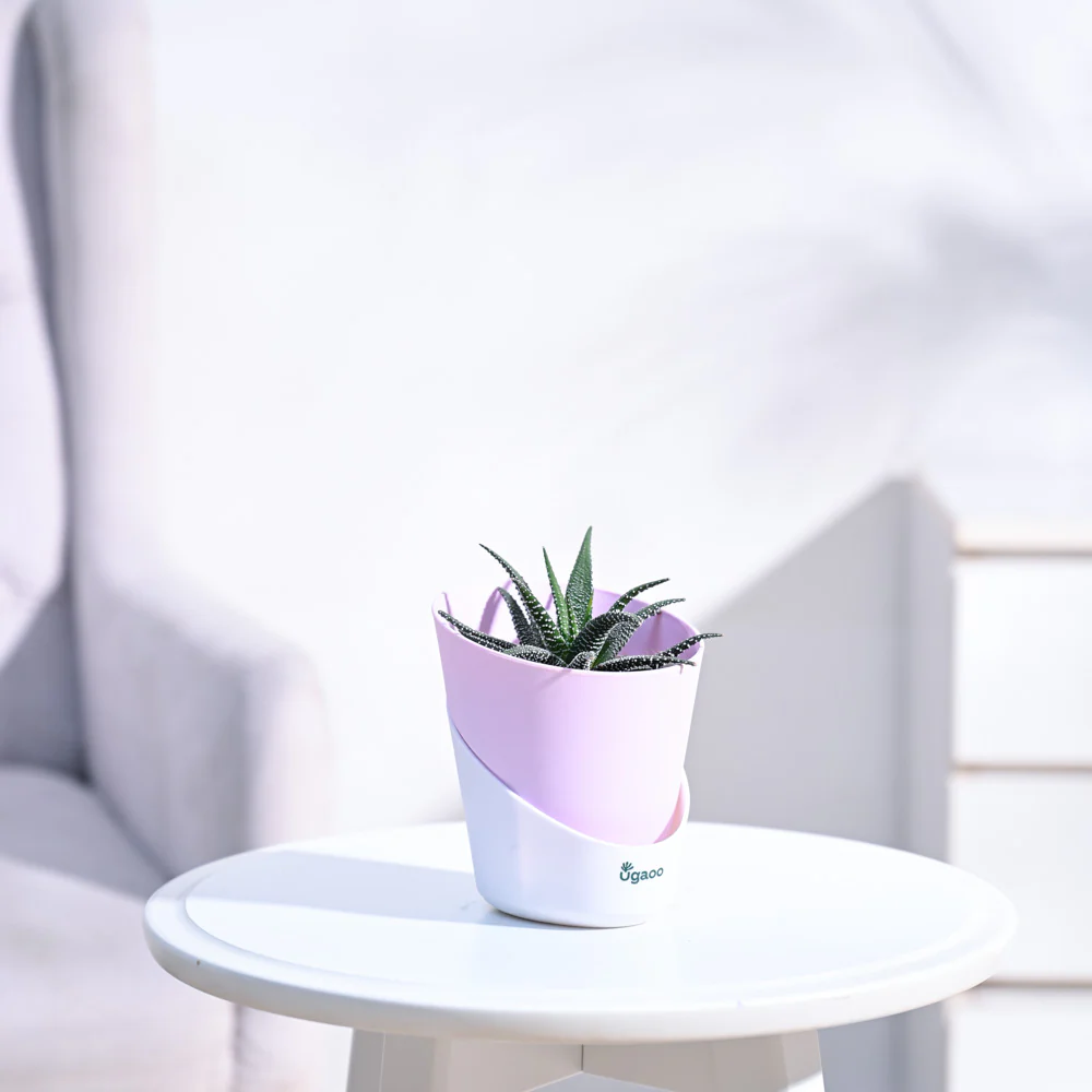 Haworthia Fasciata Plant - Image 17