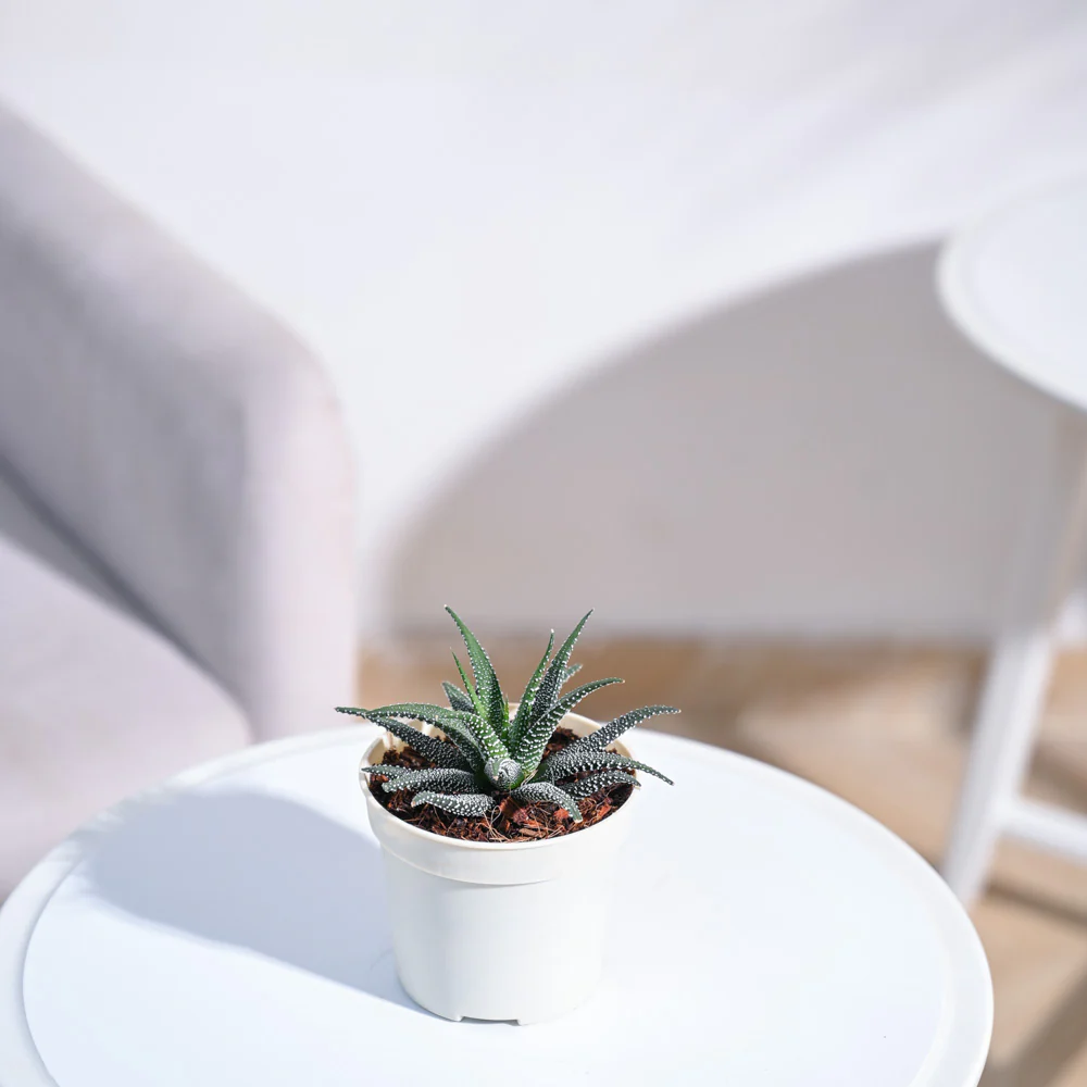 Haworthia Fasciata Plant - Image 23
