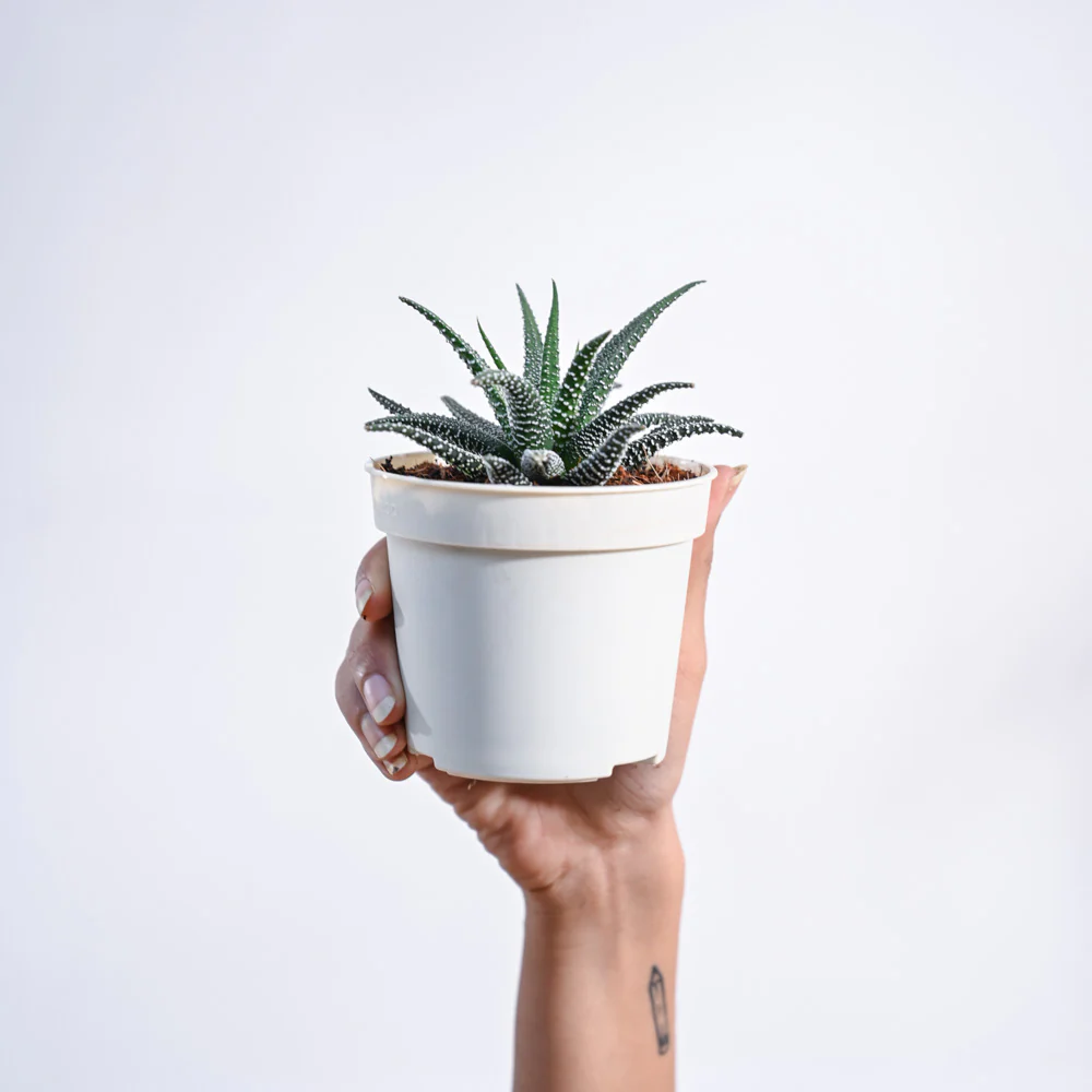 Haworthia Fasciata Plant - Image 26