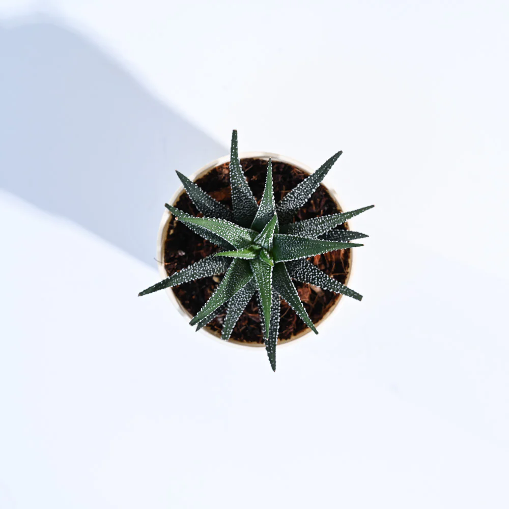 Haworthia Fasciata Plant - Image 53