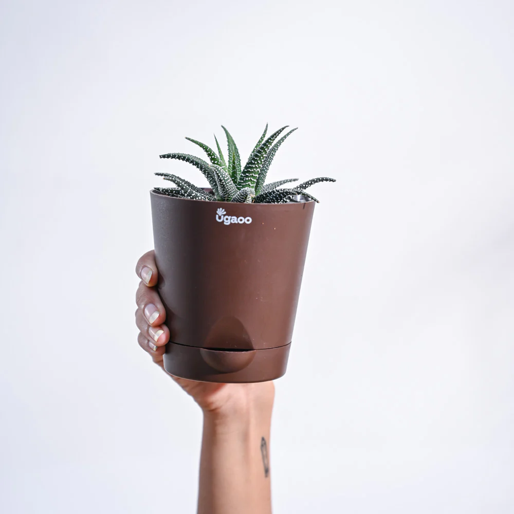 Haworthia Fasciata Plant - Image 91