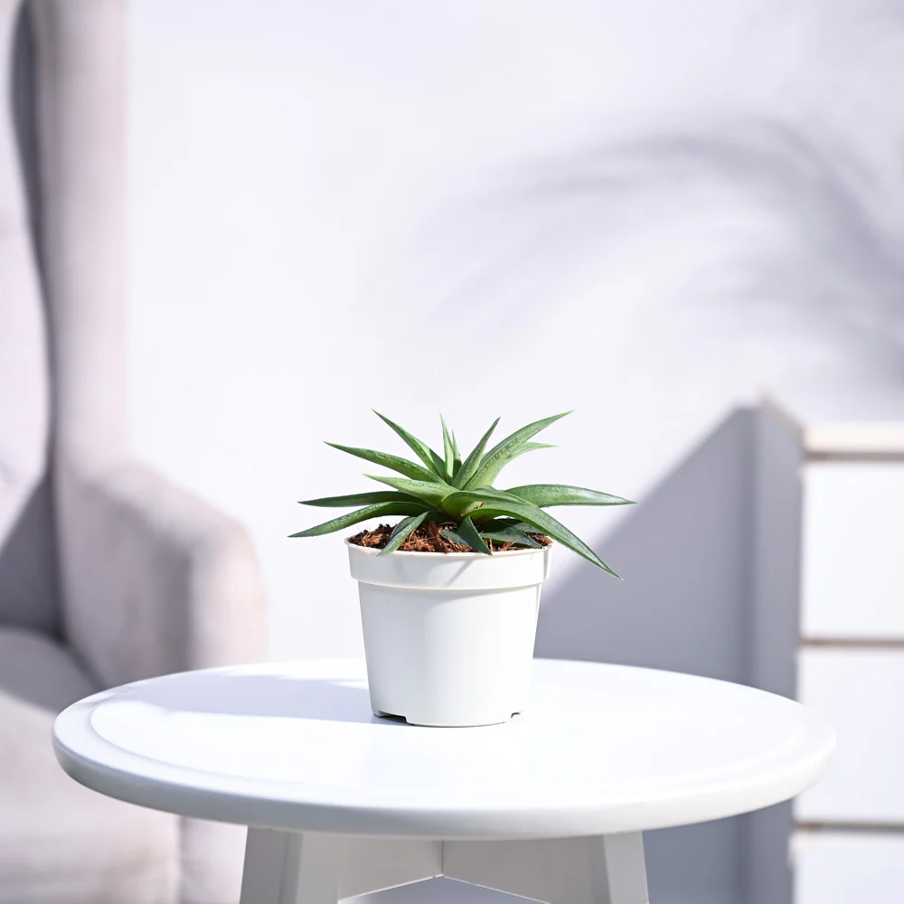 Haworthia Limifolia var. Ubomboensis - Image 2