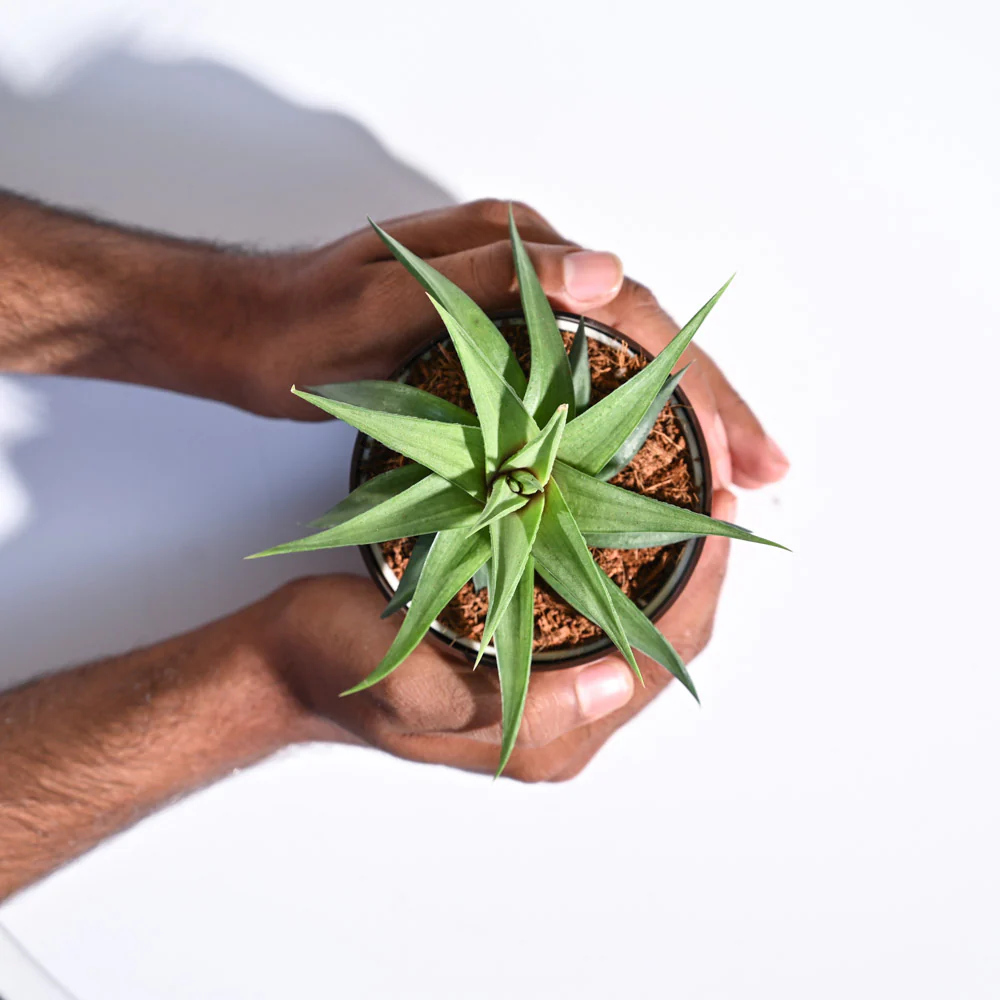 Haworthia Limifolia var. Ubomboensis - Image 37