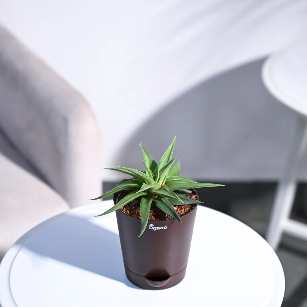 Haworthia Limifolia var. Ubomboensis - Image 82