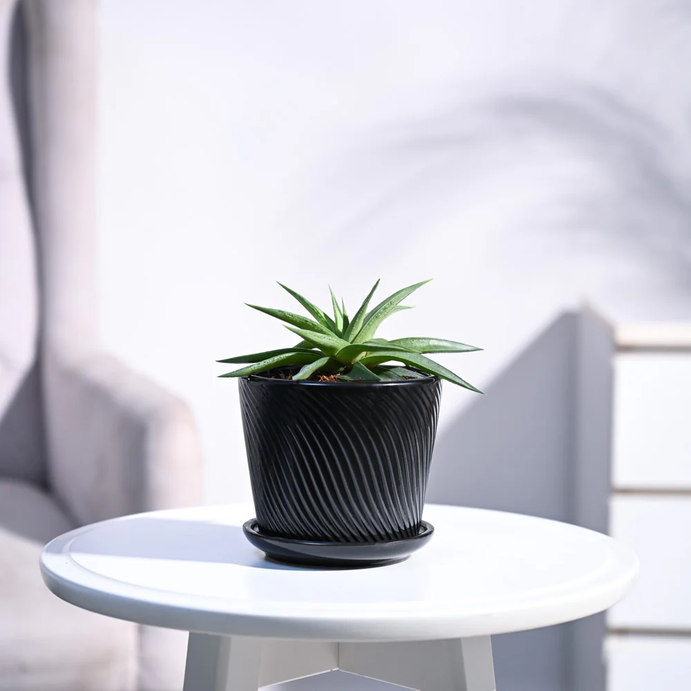 Haworthia Limifolia var. Ubomboensis - Image 83