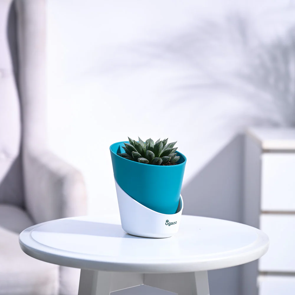 Haworthia Maculata Plant - Image 43