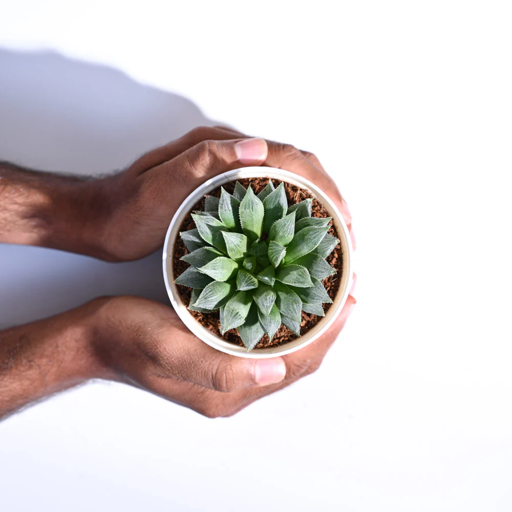 Haworthia Maculata Plant - Image 5