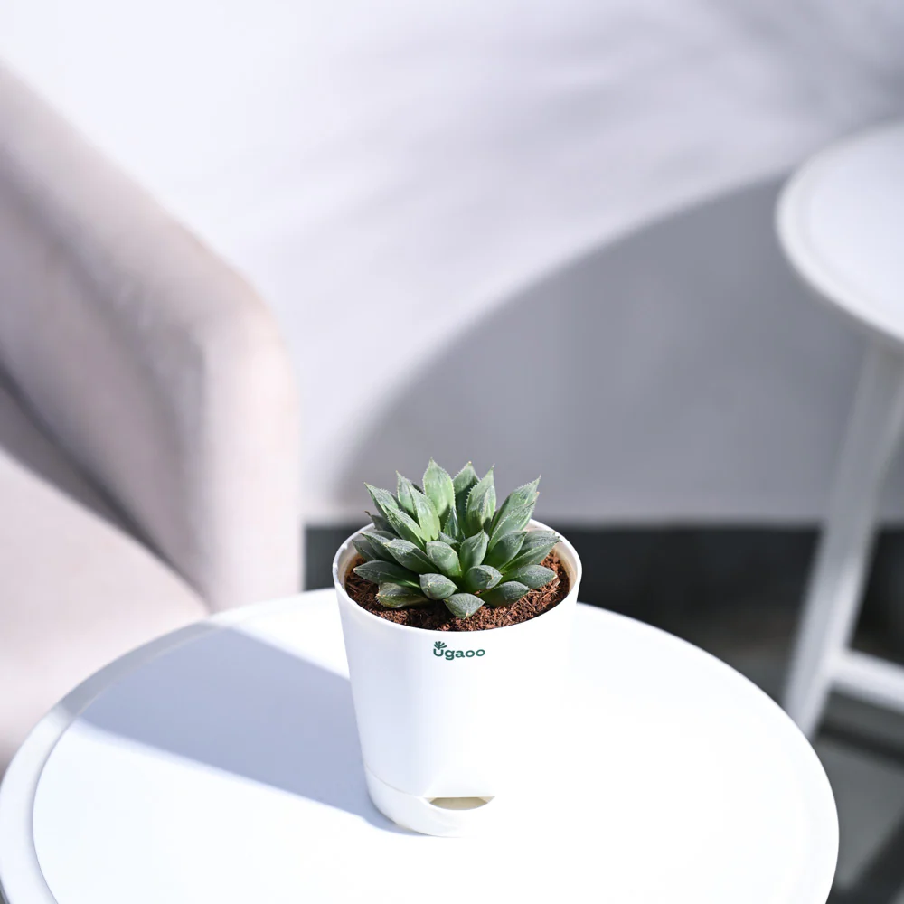 Haworthia Maculata Plant - Image 54