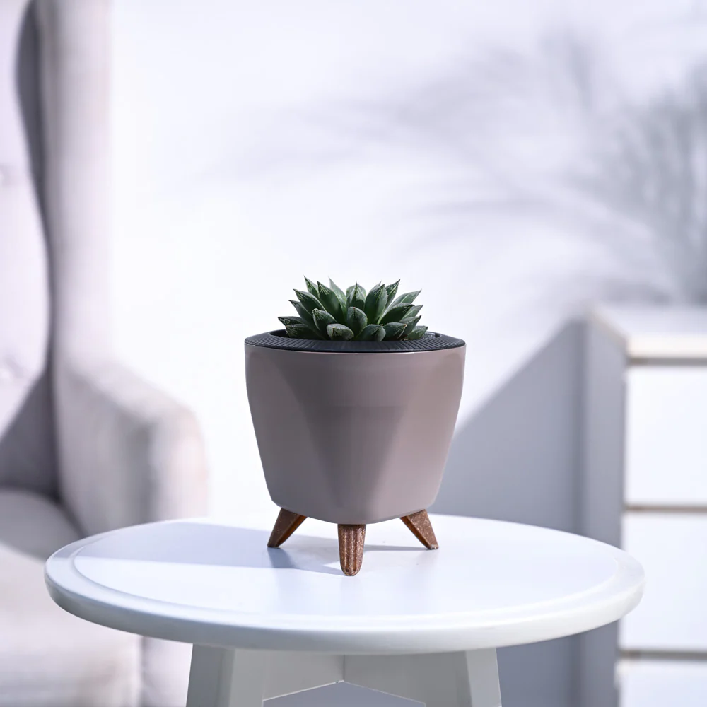 Haworthia Maculata Plant - Image 75