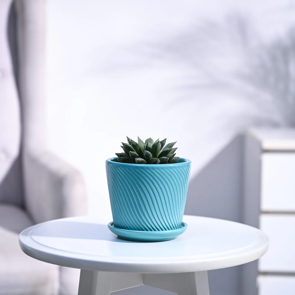 Haworthia Maculata Plant - Image 83
