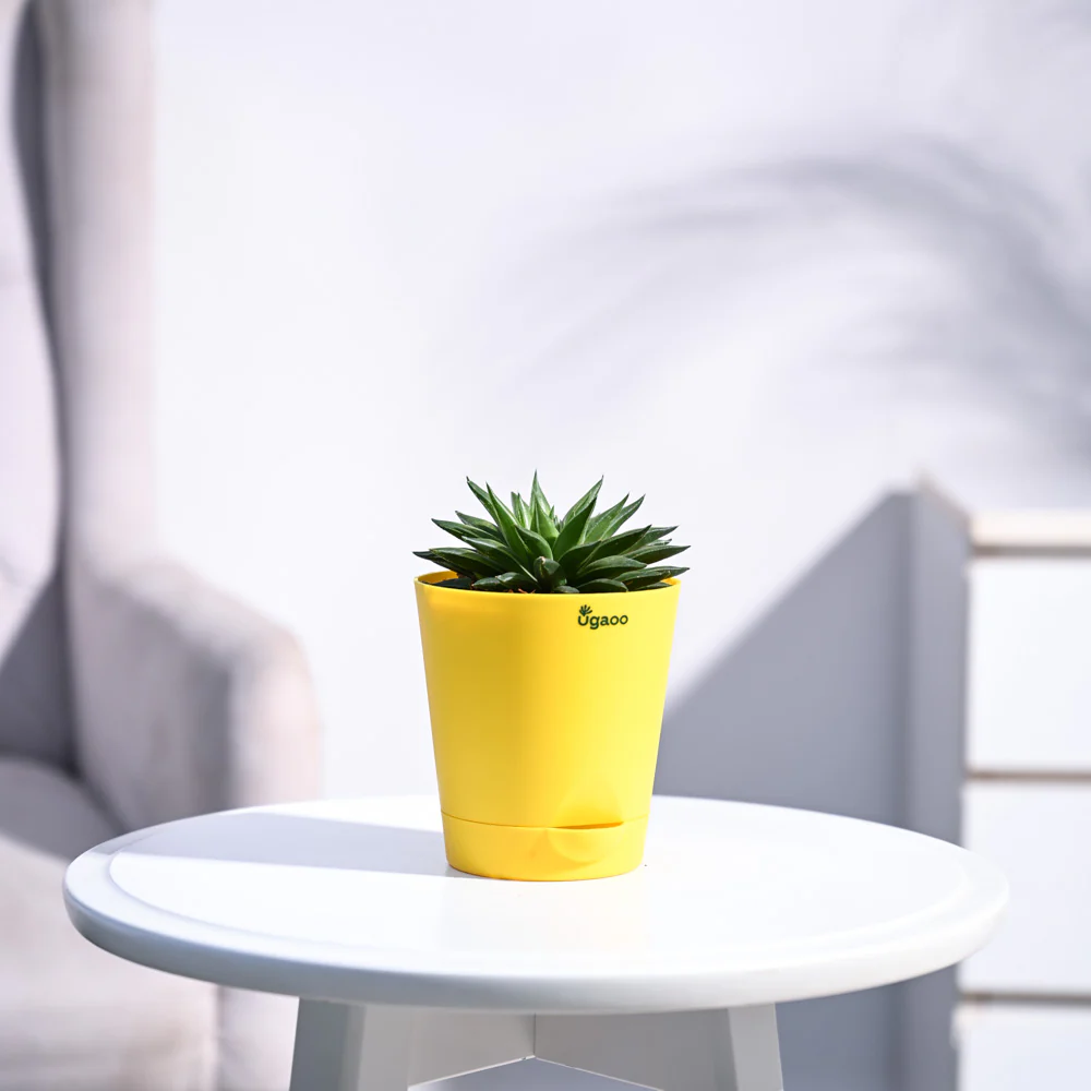 Haworthia Turgida - Image 15